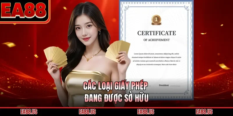 Các loại giấy phép đang được sở hữu
