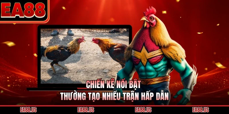 Chiến kê nổi bật thường tạo nhiều trận hấp dẫn